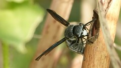 Allorhynchium argentatum