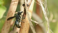 Allorhynchium argentatum