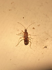 Ozophora picturata
