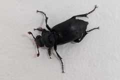 Nicrophorus nigrita