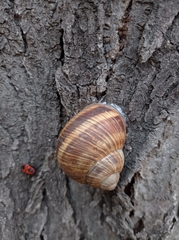 Helix albescens