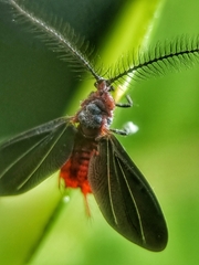 Drosicha