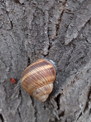 Helix albescens