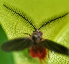 Drosicha