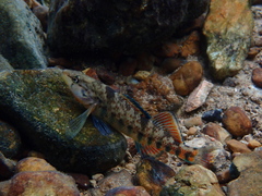 Etheostoma caeruleum