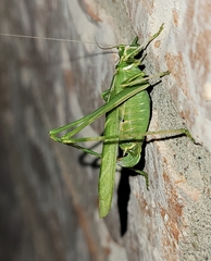 Insara elegans