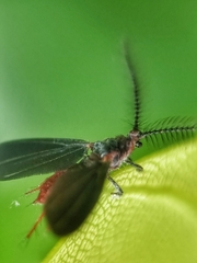 Drosicha