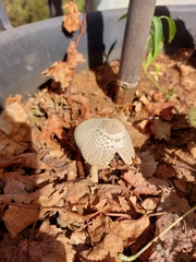 Fungi