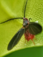 Drosicha