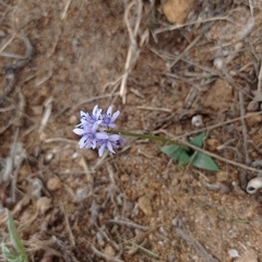 Hyacinthoides lingulata