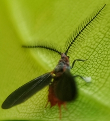 Drosicha