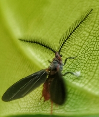 Drosicha