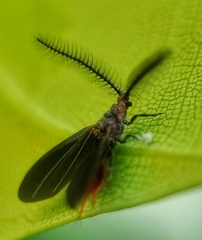 Drosicha
