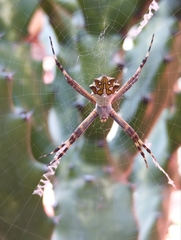 Argiope argentata