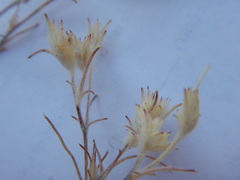 Eriastrum wilcoxii