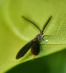 Drosicha