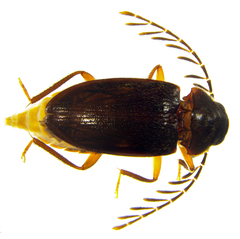Ptilodactyla