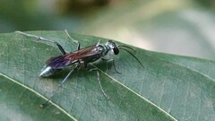 Chalybion bengalense