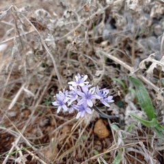 Hyacinthoides lingulata