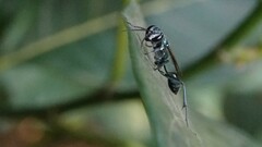 Chalybion bengalense