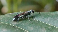 Chalybion bengalense