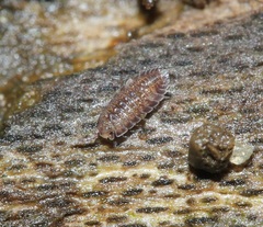 Armadilloniscus ellipticus