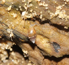 Melampus bidentatus