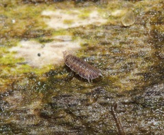 Armadilloniscus ellipticus