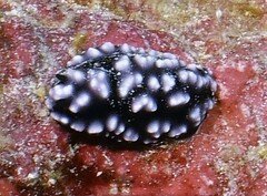 Phyllidiella