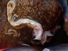 Spirobranchus cariniferus