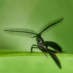 Drosicha