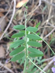 Vicia villosa