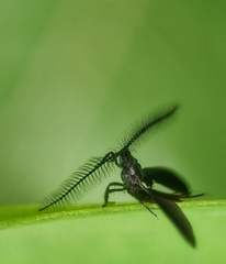 Drosicha