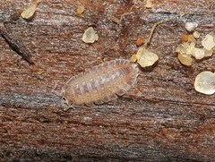 Armadilloniscus ellipticus