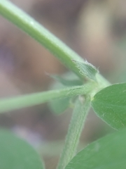 Vicia villosa