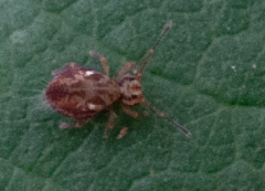 Dicyrtomina