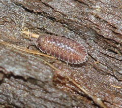 Armadilloniscus ellipticus