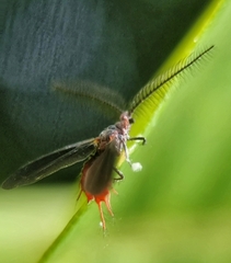 Drosicha