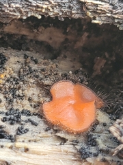 Scutellinia