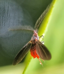 Drosicha
