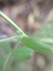Vicia villosa