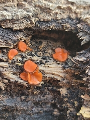 Scutellinia