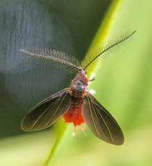 Drosicha