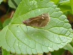 Cymaenes odilia