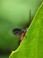 Drosicha