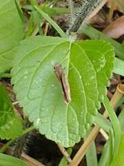 Cymaenes odilia