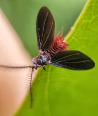 Drosicha