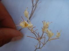 Eriastrum wilcoxii