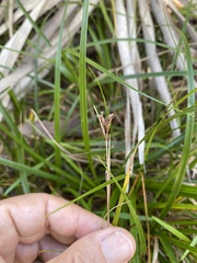 Rhynchospora megalocarpa