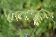 Silene nutans